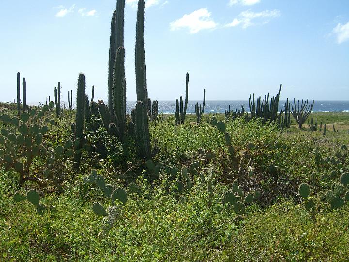 Aruba - January 2008 071.JPG